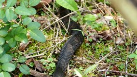 video of snake cottonmouth reptile animal.