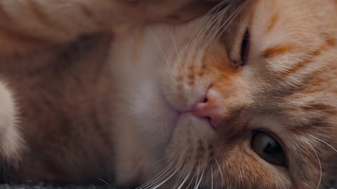 Funny Maine Coon Cat Move Video De Stock 100 Libre De Droit Shutterstock Funny Maine Coon Cat Move Video De Stock 100 Libre De Droit Shutterstock