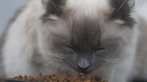 A ragdoll kitten eating dry cat food.
