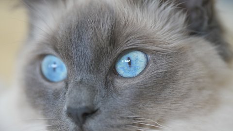 A close up view of a ragdoll cat with deep blue eyes.