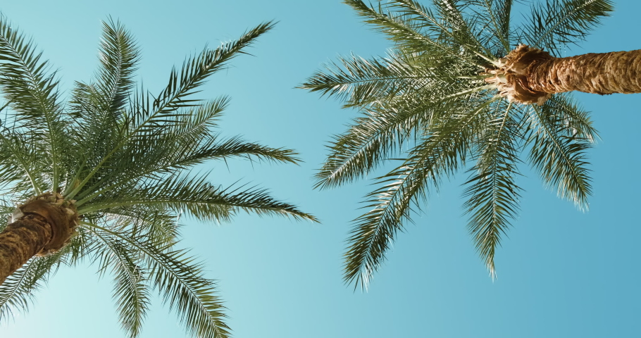Palm trees in blue sky in backlit summer sunlight, bottom up view. Green palm leaves sway in warm wind on tropical island. Travel vacation paradise at beach resort. Exotic tour, voucher to hot country | Shutterstock HD Video #1069321327