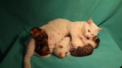 Mom cat nursing her kittens.
mother breastfeeds and plays with her young on a green background.
There's no racism in animals, color bar.
White mother loves all her children, even those of color.
cats