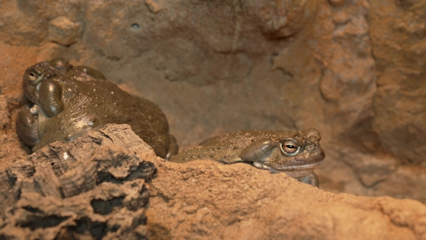 This video shows a pair of large Incilius alvarius (colorado river toads) on a rocky terrain.