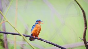Wild. male. common kingfisher. with distinctive blue and orange plumage and long beak. taking off from his twig in Sri Lanka