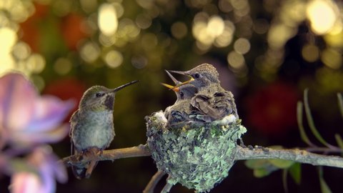 Female hummingbird feeding babies from different positions and hovering around the pink flower