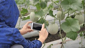 Woman using a smartphone to take a photo in an organic farm, a smartphone with a photo shoot, a melon farm.