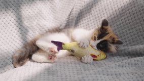 Cute kitten lying on the sofa holding a toy fish playing Slow motion video of lovely pets