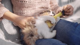 Slow motion video of cute pets one small kitten is playing in the lap of the owner