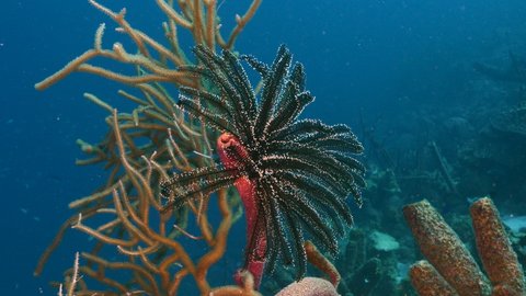 Crinoid in coral reef of Caribbean Sea, Curacao