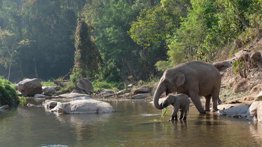 The mother and baby asian elephants playing and drinking water in the river in the forest