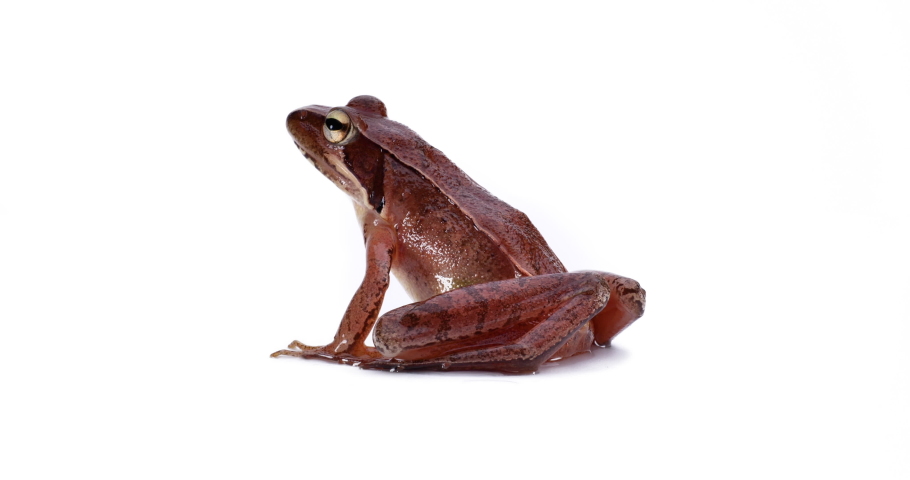 The Japanese Brown Frog is a species endemic to Japan. NIHONAKAGAERU.