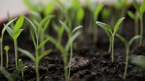 Seed Growing Germinating Time Lapse On Stock Footage Video (100% 