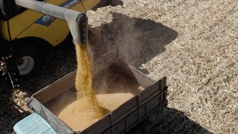 Zaporizhzhya, Ukraine - SEPT 12 2020: Combine Harvester Unloading Corn Grains Combine Harvester Unloading Corn Grains
