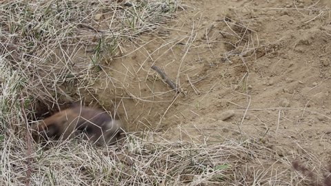 A groundhog comes out of its burrow