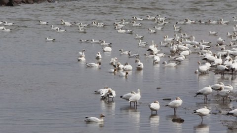 Snow geese feed during a staging area on the St.Lawrence River
