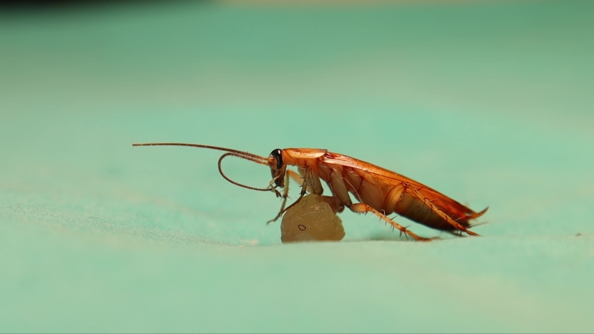 Male Cockroach Standing On Leftovers Stock Footage Video (100% Royalty ...