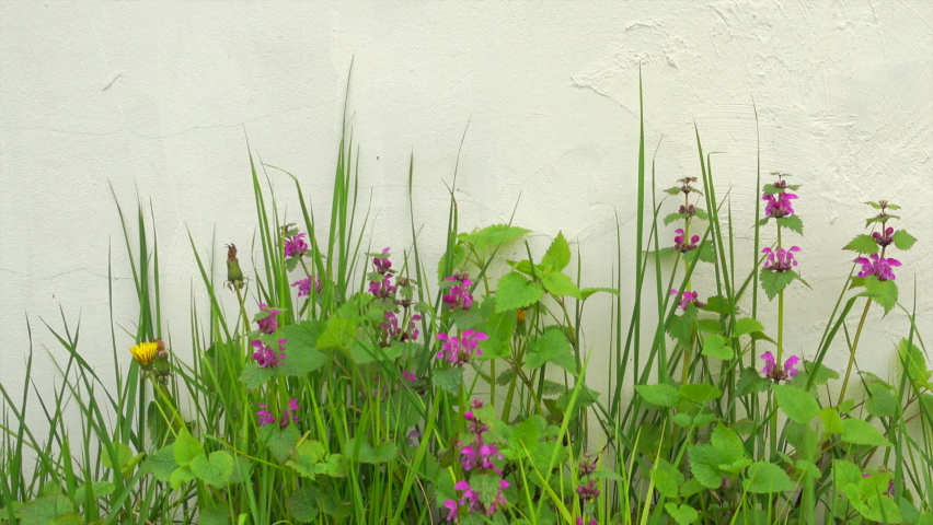 Beautiful flowers and green grass near white wall, dolly shoot.