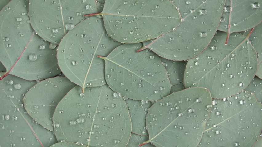 Motion of the Texture made of green eucalyptus leaves with raindrop, dew, rotation. Natural medical plant. Organic cosmetics, alternative medicine. Top view. 4K UHD video | Shutterstock HD Video #1069347892