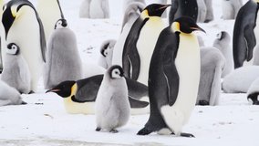 Emperor Penguins with chicks close up in Antarctica - Powered by Shutterstock - Get 15% off with code: PIKWIZARD15