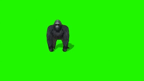 Gorilla Pounds Chest on Green Screen