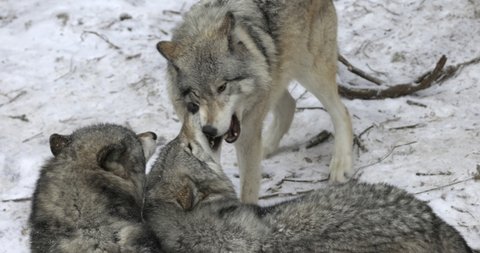 Three grey wolves in winter forest play together - close up
