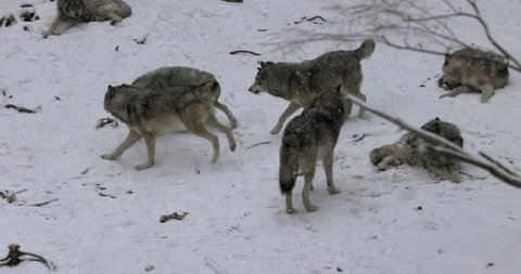 Two wolves in a wolf pack chasing and playing with eachother on overcast winter day in forest - wide shot