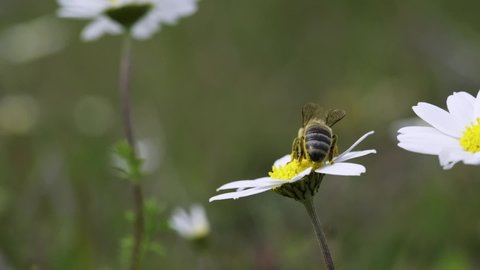 Close up shot of a daisy in green field and a honey bee pollinating on it on slow motion footage.