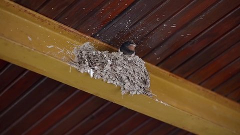 Footage of a swallow bird
flying in to a mud nest built on a wooden balcony, the bird fly's in to the nest to feed its babies then fly's out again, take on a bright sunny day.