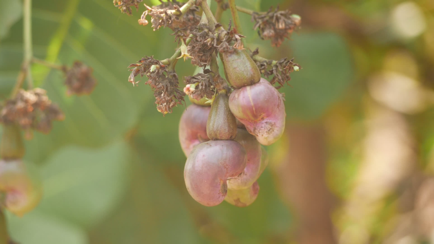 Kidney like cashew nuts hanging on cashew plant