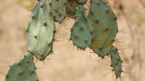 Shot of cactus plant swinging in air, Cactus plant with spines