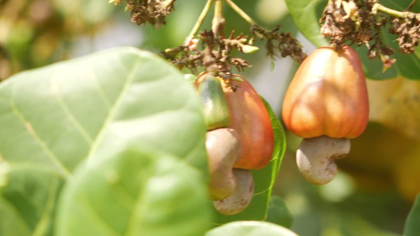 Macro shot of orange cashew fruits hanging on cashew plant