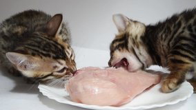 Two Bengal kittens greedily eat chicken breast. Real predators eagerly pounced on their prey. The first feeding of babies. Teaching kittens to solid food. Turkey meat