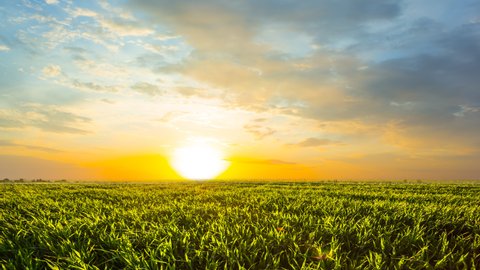 Panoramic Sunrise Over Dakota Wheat Field Stock Photo 1561031699 ...