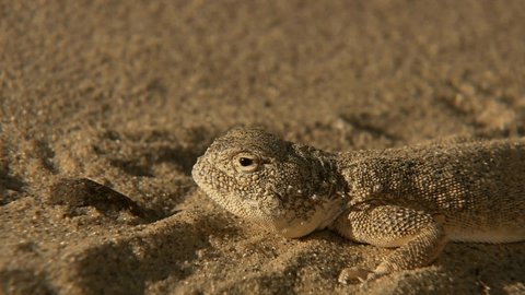 Eared spotted toad-headed Agama (Phrynocephalus mystaceus). The length of the body with a tail is up to 25 cm. The lizard lives in areas with mostly bare sand dunes. Burrows digs on the slopes of dune