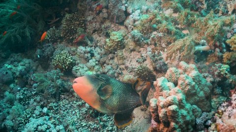 Yellowmargin Triggerfish Hovering In Deep Sea With Colorful Reefs Landscape. - Underwater