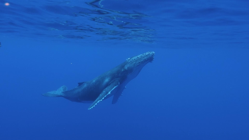Young humpback whale - descents into the deep blue clear water of the pacific ocean- slow motion shot Royalty-Free Stock Footage #1069379383