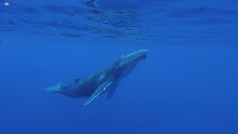 Young humpback whale - descents into the deep blue clear water of the pacific ocean- slow motion shot