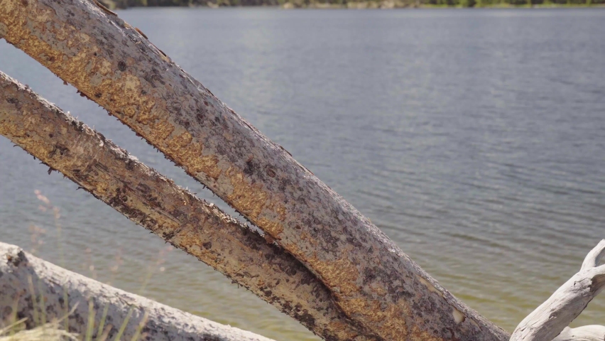 Close up of old downed trees on the shore of Park Reservoir in Bighorn National Forest in Wyoming in summer