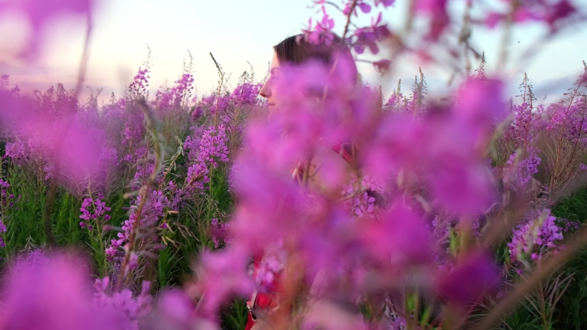 View back of young brunette woman walks along pink field among florets of willow tea, she touch flowers blooming sally.Girl in tall stems of fireweed on bright sunny evening at sunset