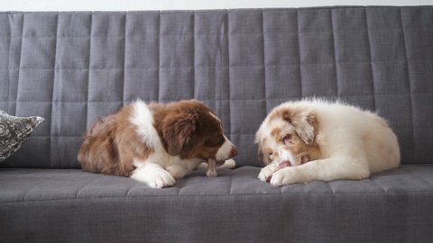 4k. Three small funny cute Australian shepherd red merle puppy dog eating appetizing treat. Lying on couch. Bone. Three colours. Green eyes. High quality photo