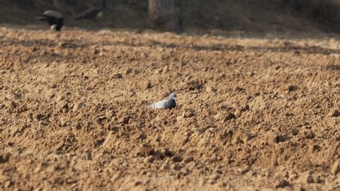 A pigeon walks in the field to eat grains of grain..concept for  dove pigeon information,pigeon habit, dove pigeon nature,dove pigeon 's routine, pigeons bird 's beauty and attractiveness