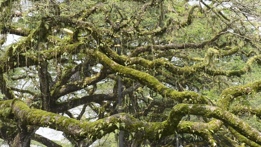 layers of tree branches