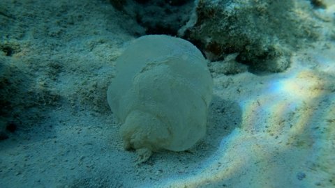 Slime sleeping bag of Parrotfish lies on sandy seabed near a coral reef. Underwater life in the ocean (4K-60pfs)