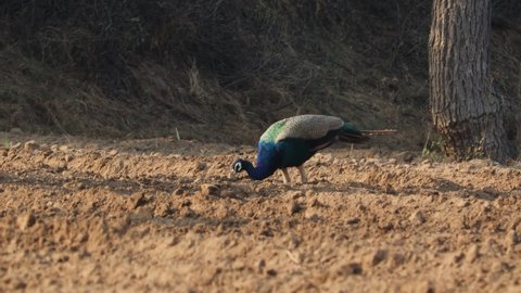 Peacock walks in the field to feed grain, india..concept for Peacock (peafowl,peahen ) information,Peacock habit,Peacock nature,Peacock's routine,peahen and Peacock's beauty and attractiveness