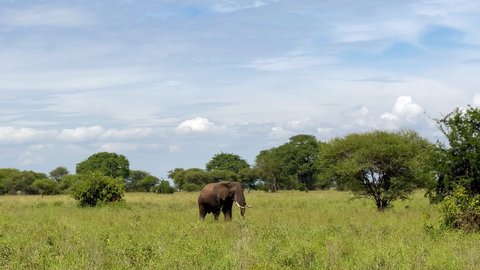 4K  Majestic footage of African elephant walking through indigenous prairie environment in National Nature Park in Tanzania. Animals in wild concept.