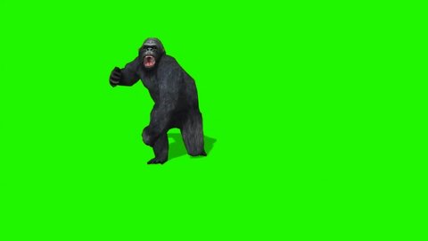 Gorilla Monkey Walking on Green Screen