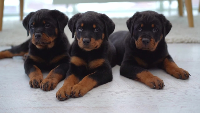 Family of rottweiler puppies lying on floor at home Royalty-Free Stock Footage #1069394473