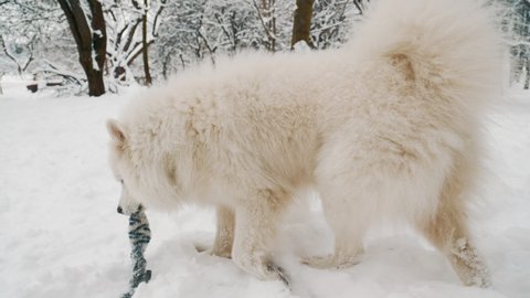 Samoyed dog in the park in winter for a walk