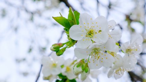 Stunning footage of a cherry tree branch blooming with beautiful white flowers on a warm spring day. White petals of cherry blossoms swaying in the wind in the spring garden.
