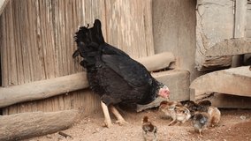 a mother hen is teaching her child to find food